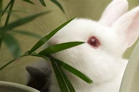 关于小白兔进化史txt下载的信息